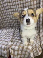 Alvin, a male Pembroke Welsh Corgi for sale in Chetek, WI – Photo 1 of 2