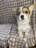 Alvin, a male Pembroke Welsh Corgi for sale in Chetek, WI – Photo 2 of 2