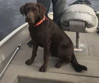 Ryder, a male Labrador Retriever for sale in Chetek, WI – Photo 5 of 6