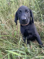 Ryder, a male Labrador Retriever for sale in Chetek, WI – Photo 2 of 6