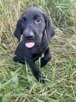 Ryder, a male Labrador Retriever for sale in Chetek, WI – Photo 3 of 6