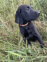 Ryder, a male Labrador Retriever for sale in Chetek, WI – Photo 4 of 6