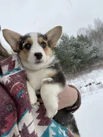 Marge, a female Pembroke Welsh Corgi for sale in Chetek, WI – Photo 2 of 4