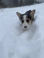 Marge, a female Pembroke Welsh Corgi for sale in Chetek, WI – Photo 1 of 4
