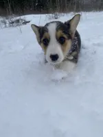 Marge, a female Pembroke Welsh Corgi for sale in Chetek, WI – Photo 3 of 4