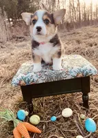 Marge, a female Pembroke Welsh Corgi for sale in Chetek, WI – Photo 4 of 4