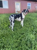 Sasha, a female Great Dane for sale in Chetek, WI – Photo 2 of 2