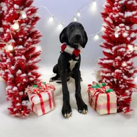 Sasha, a female Great Dane for sale in Chetek, WI – Photo 1 of 2