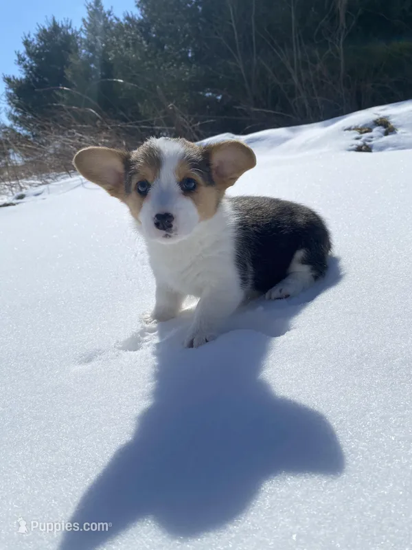 Fiona – Pembroke Welsh Corgi puppy for sale in Chetek, WI