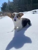 Fiona, a female Pembroke Welsh Corgi for sale in Chetek, WI – Photo 1 of 3