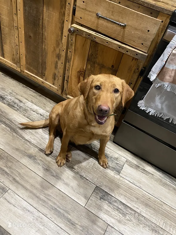 Wednesday  – Labrador Retriever puppy for sale in Chetek, WI