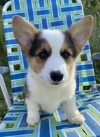 Hammy, a male Pembroke Welsh Corgi for sale in Chetek, WI – Photo 2 of 4
