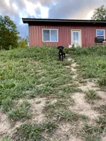 Tank, a male Great Dane for sale in Chetek, WI – Photo 3 of 4