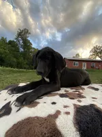 Tank, a male Great Dane for sale in Chetek, WI – Photo 2 of 4