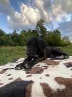 Tank, a male Great Dane for sale in Chetek, WI – Photo 1 of 4