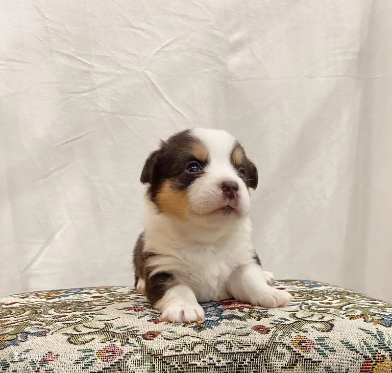 Homer, a male Pembroke Welsh Corgi for sale in Chetek, WI – Photo 1 of 4