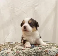 Homer, a male Pembroke Welsh Corgi for sale in Chetek, WI – Photo 2 of 4