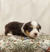 Homer, a male Pembroke Welsh Corgi for sale in Chetek, WI – Photo 3 of 4