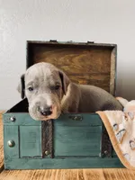 Ollie, a male Great Dane for sale in Chetek, WI – Photo 1 of 2