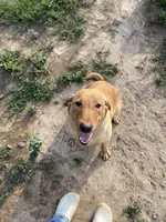Monday, a female Labrador Retriever for sale in Chetek, WI – 1 of 2