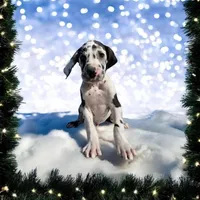 Harley, a male Great Dane for sale in Chetek, WI – Photo 1 of 2