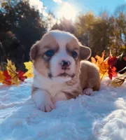 Max, a male Pembroke Welsh Corgi for sale in Chetek, WI – Photo 1 of 4