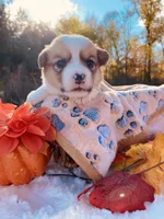 Max, a male Pembroke Welsh Corgi for sale in Chetek, WI – Photo 3 of 4