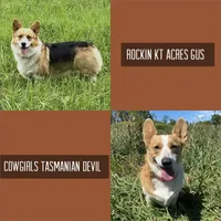 Max, a male Pembroke Welsh Corgi for sale in Chetek, WI – Photo 4 of 4