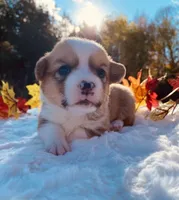 Max, a male Pembroke Welsh Corgi for sale in Chetek, WI – Photo 2 of 4