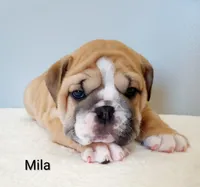 Mila- AKC , a female English Bulldog for sale in Mount Eaton, OH – Photo 4 of 6