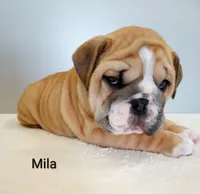 Mila- AKC , a female English Bulldog for sale in Mount Eaton, OH – Photo 6 of 6