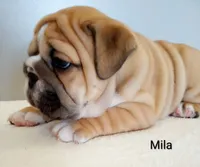Mila- AKC , a female English Bulldog for sale in Mount Eaton, OH – Photo 2 of 6