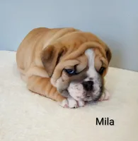 Mila- AKC , a female English Bulldog for sale in Mount Eaton, OH – Photo 1 of 6