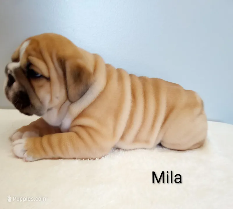 Mila- AKC  – English Bulldog puppy for sale in Mount Eaton, OH