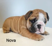 Nova- AKC , a female English Bulldog for sale in Mount Eaton, OH – Photo 4 of 7