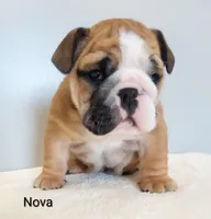Nova- AKC , a female English Bulldog for sale in Mount Eaton, OH – Photo 2 of 7