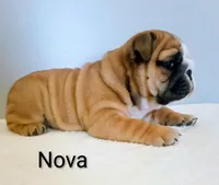 Nova- AKC , a female English Bulldog for sale in Mount Eaton, OH – Photo 1 of 7
