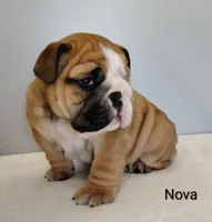 Nova- AKC , a female English Bulldog for sale in Mount Eaton, OH – Photo 7 of 7