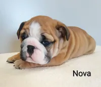 Nova- AKC , a female English Bulldog for sale in Mount Eaton, OH – Photo 5 of 7