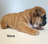 Nova- AKC , a female English Bulldog for sale in Mount Eaton, OH – Photo 6 of 7