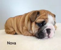 Nova- AKC , a female English Bulldog for sale in Mount Eaton, OH – Photo 3 of 7
