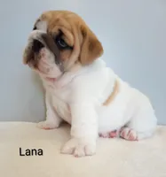 Lana- AKC , a female English Bulldog for sale in Mount Eaton, OH – Photo 3 of 6