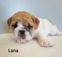 Lana- AKC , a female English Bulldog for sale in Mount Eaton, OH – Photo 4 of 6