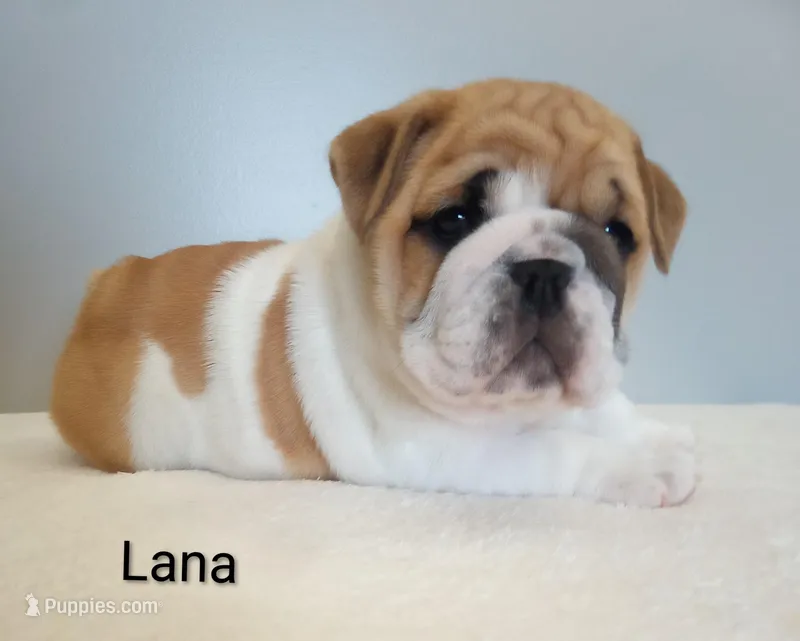 Lana- AKC  – English Bulldog puppy for sale in Mount Eaton, OH