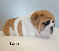 Lana- AKC , a female English Bulldog for sale in Mount Eaton, OH – Photo 2 of 6