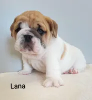 Lana- AKC , a female English Bulldog for sale in Mount Eaton, OH – Photo 5 of 6