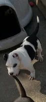Pibul, a female American Bully for sale in Livingston, LA – Photo 2 of 2