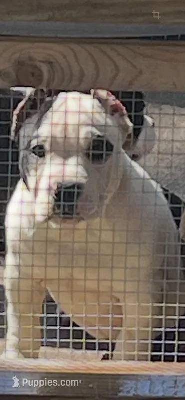 Pibul – American Bully puppy for sale in Livingston, LA