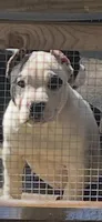 Pibul, a female American Bully for sale in Livingston, LA – Photo 1 of 2
