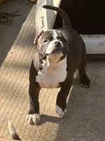 Capn, a male American Bully for sale in Livingston, LA – Photo 3 of 4